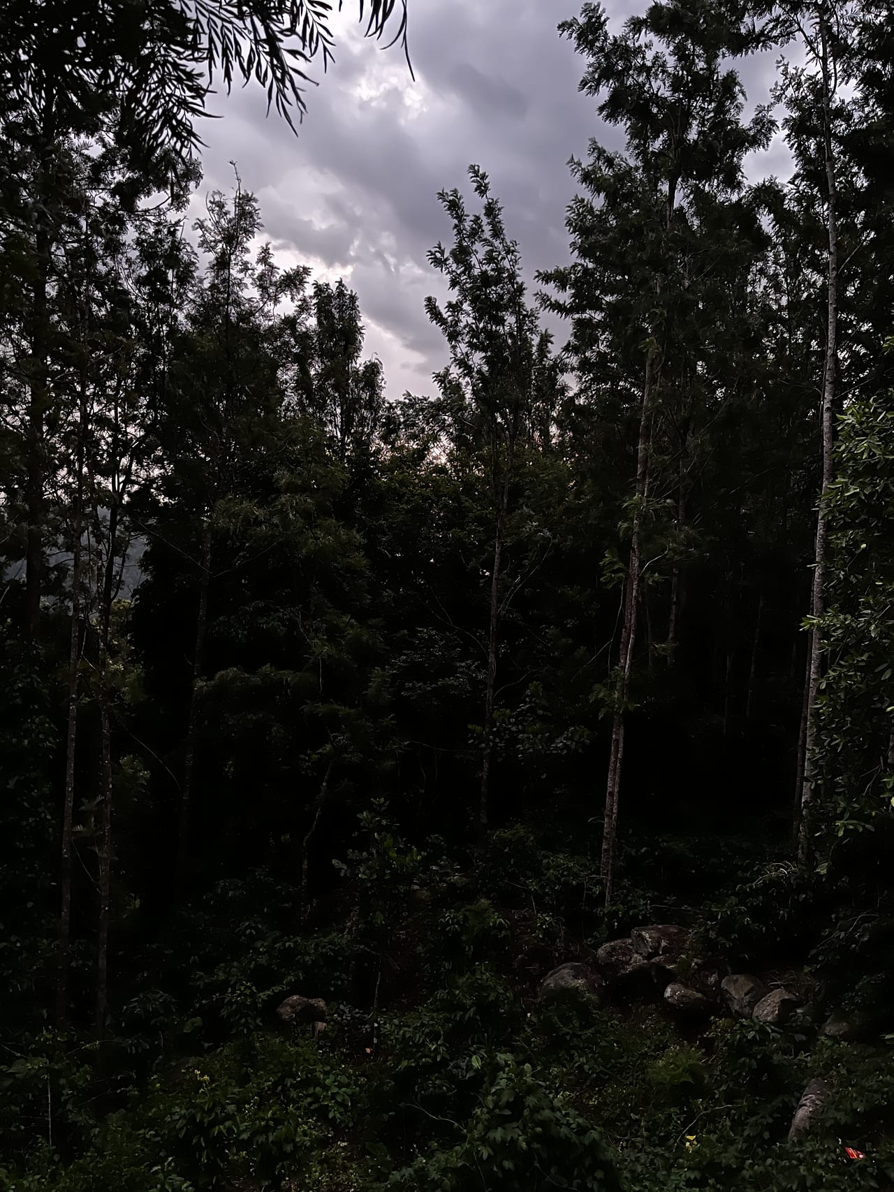 Forest canopy at dusk.